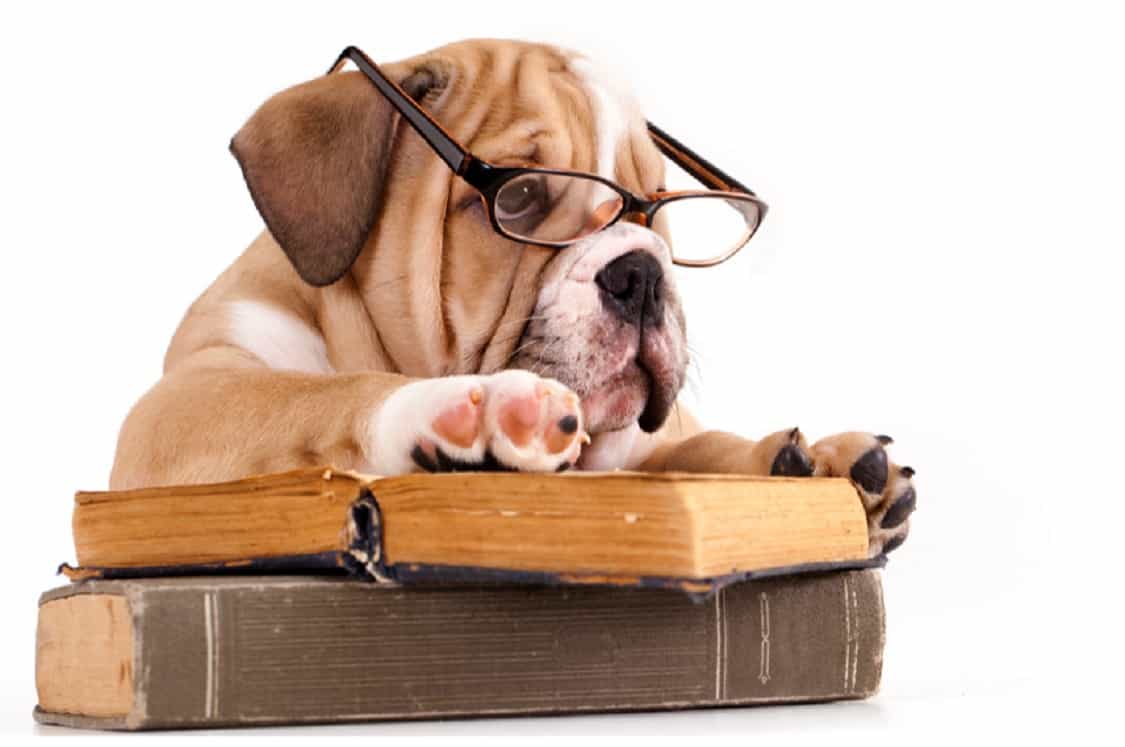 dog reading encyclopedia