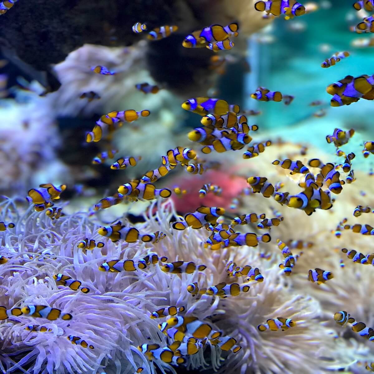Download Screensaver Aquarium 3d Gratis Image Num 98