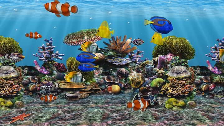 3D Fish School Screen Saver
