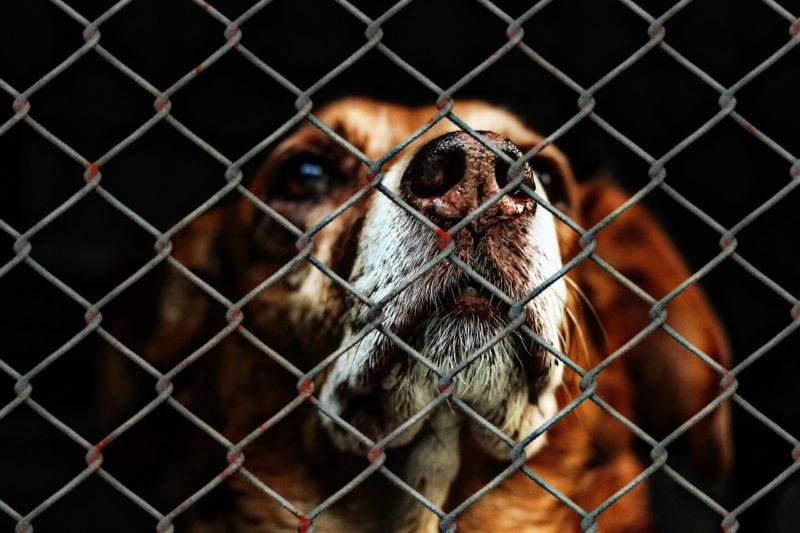 Animal Shelter Software: 6 Best to Use in 2023