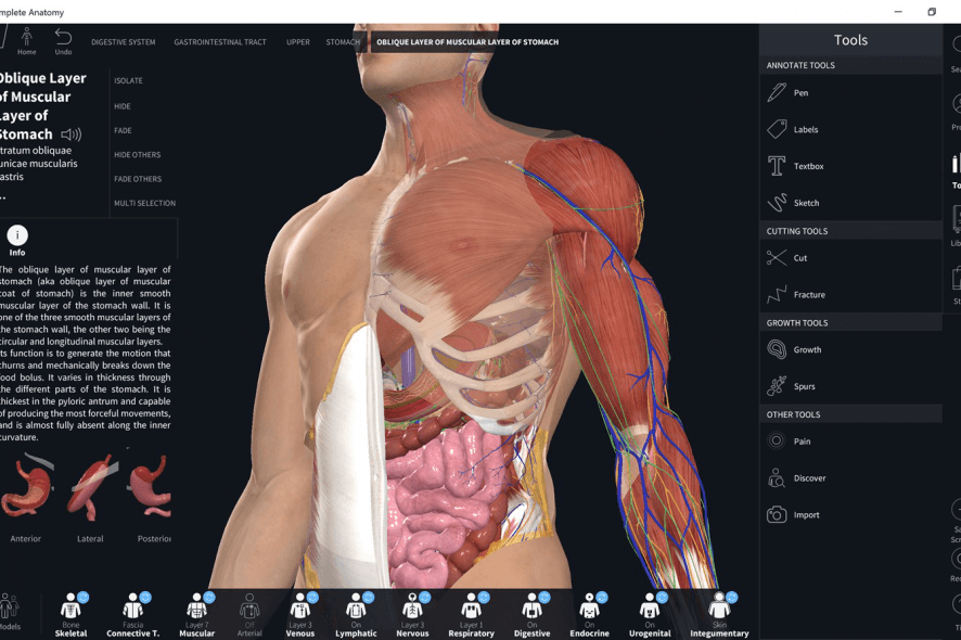 Complete Anatomy human model