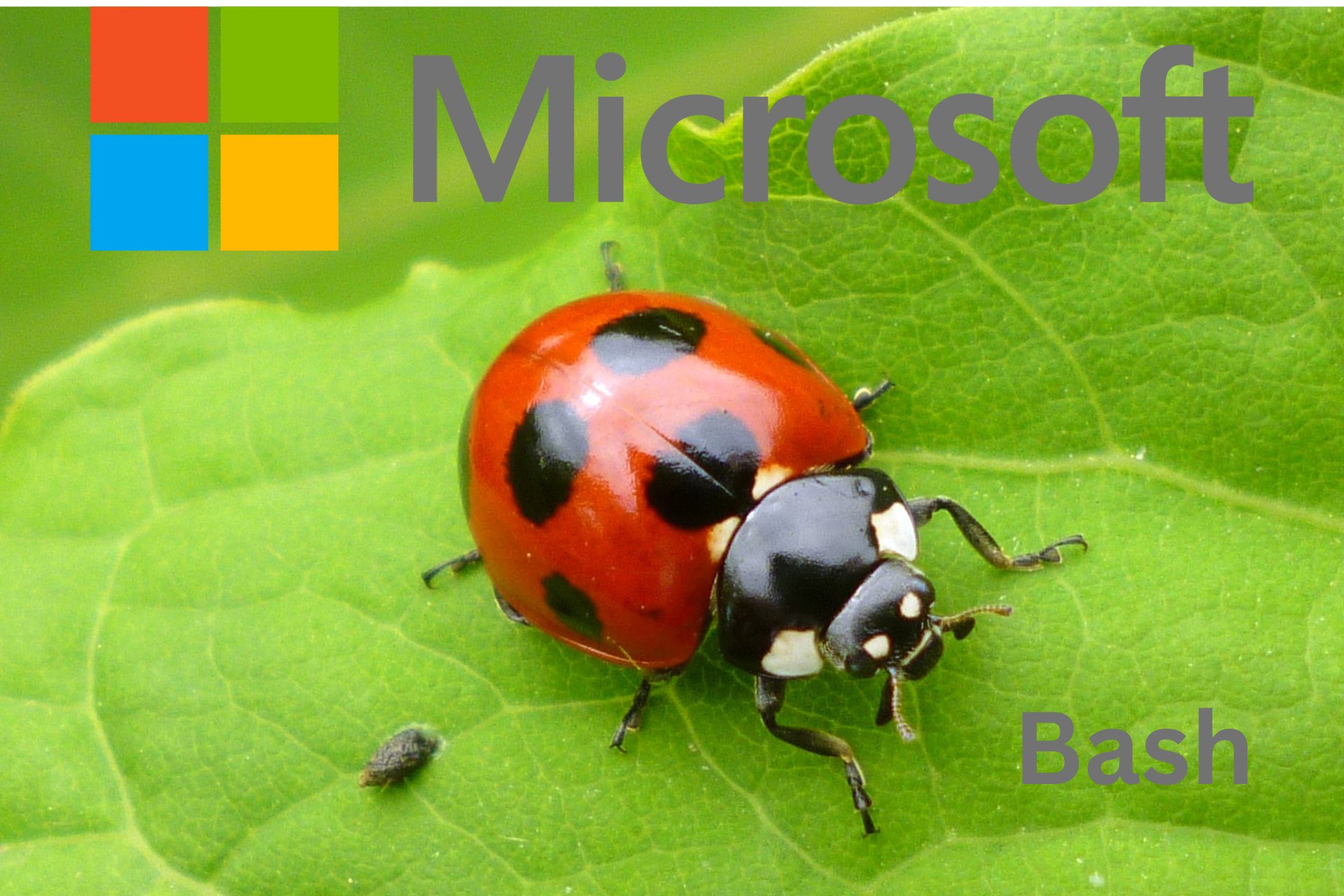 Microsoft Insider Bug Bash 2024